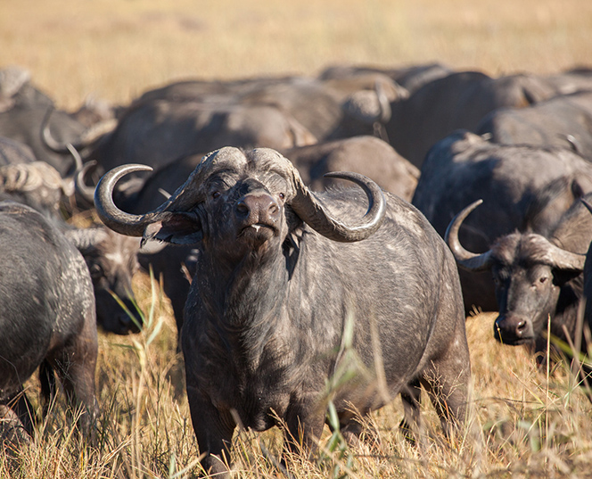 Classic Northern Botswana Mobile Safari 