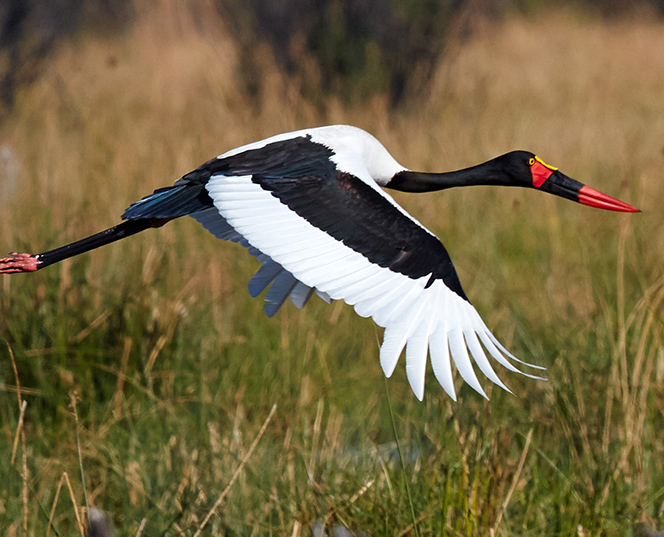 Okavango Delta Safari 